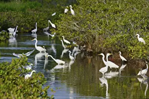 Great Egret (Egretta alba), group standing in a calm body of water surrounded by green vegetation