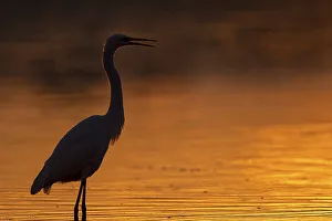 Great egret (Egretta alba) standing in shallow water