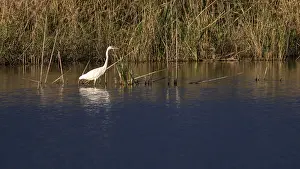 Great egret (Egretta alba) standing in shallow water