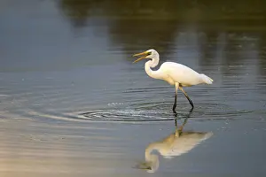 Great egret (Egretta alba) standing in shallow water and preying on small fish