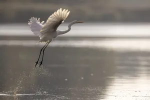 Great egret (Egretta alba) taking off from a fishpond