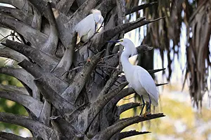 Great Egret (Egretta thula), adult