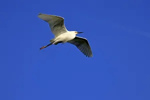 Great Egret (Egretta thula), adult