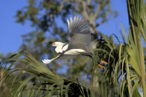 Great Egret (Egretta thula), adult