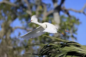 Great Egret (Egretta thula), adult