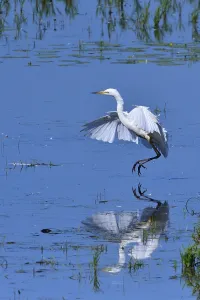 Great egret in flight in spring in saxon