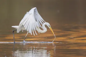 Great Egret or Great White Heron (Ardea alba) catching fish