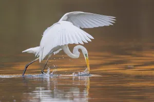 Great Egret or Great White Heron (Ardea alba) catching fish