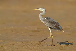 Great Egret, Heron, Foraging, (Ardea cinerea) Muscat