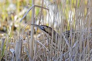 Great eurasian bittern (Botaurus stellaris)
