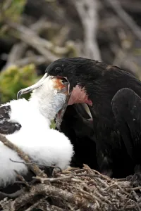 Great frigatebird (Fregata minor) at the nest