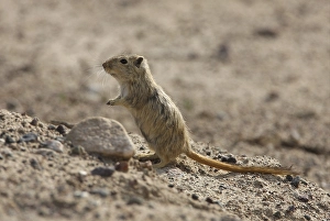 Great Gerbil (Rhombomys opimus)