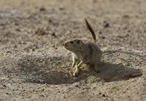 Great Gerbil (Rhombomys opimus)