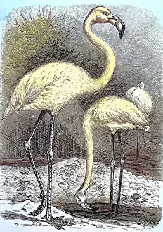 Great greater flamingo (Phoenicopterus roseus)