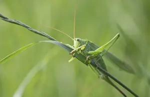 Great green bush cricket (Tettigonia viridissima)