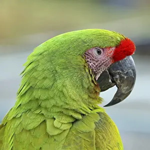 Great green macaw (Ara ambigua)