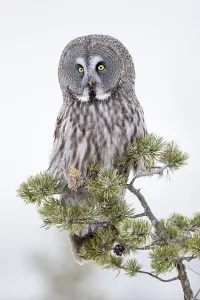 Great Grey Owl, great grey owls (Strix nebulosa)