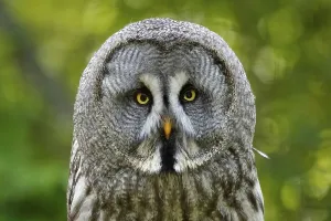 Great grey owl (Strix nebulosa)