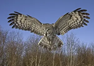 Great Grey Owl (Strix nebulosa)