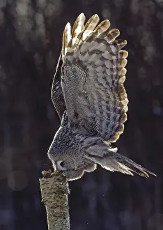 Great Grey Owl (Strix nebulosa)