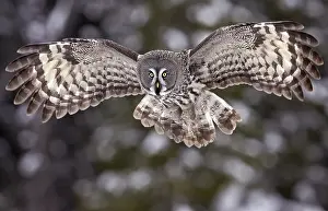 Great Grey Owl (Strix nebulosa)