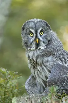 Great grey owl (Strix nebulosa)
