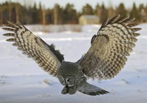 Great Grey Owl (Strix nebulosa)