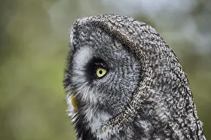 A Great Grey Owl (Strix Nebulosa)