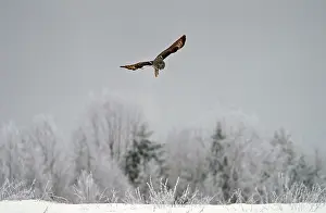 Great grey owl (Strix nebulosa)