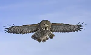 Great Grey Owl (Strix nebulosa)
