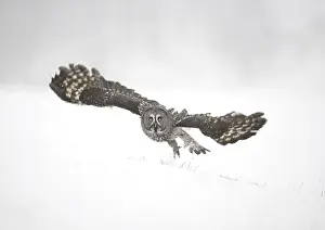 Great Grey Owl (Strix nebulosa)