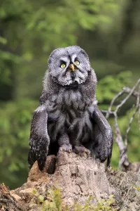 Great Grey Owl (Strix nebulosa)