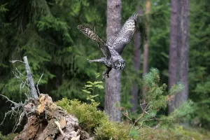 Great Grey Owl (Strix nebulosa)