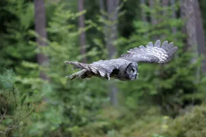 Great Grey Owl (Strix nebulosa)