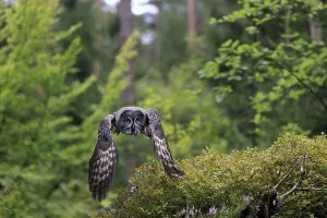 Great Grey Owl (Strix nebulosa)