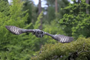 Great Grey Owl (Strix nebulosa)