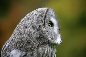 Great Grey Owl (Strix nebulosa)