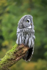Great Grey Owl (Strix nebulosa)