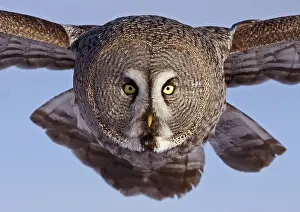 Great Grey Owl (Strix nebulosa) adult