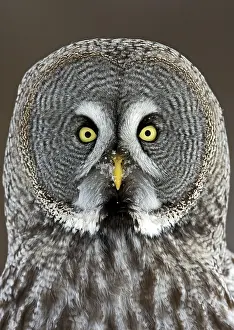 Great Grey Owl (Strix nebulosa) adult