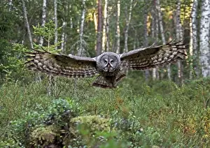 Great Grey Owl (Strix nebulosa) adult