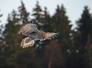 Great Grey Owl (Strix nebulosa) adult
