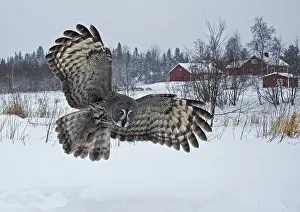 Great Grey Owl (Strix nebulosa) adult