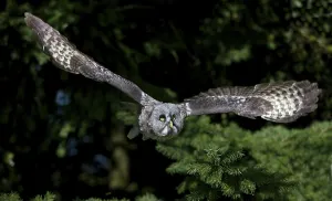 GREAT GREY OWL (strix nebulosa), ADULT IN FLIGHT