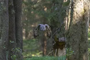 One great grey owl (Strix nebulosa) flying through a forest
