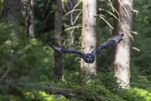 One great grey owl (Strix nebulosa) flying through a forest