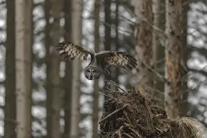 One great grey owl (Strix nebulosa) flying through a spruce forest
