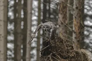 One great grey owl (Strix nebulosa) flying through a spruce forest