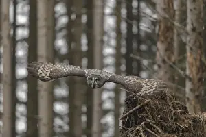 One great grey owl (Strix nebulosa) flying through a spruce forest