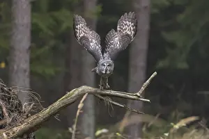 One great grey owl (Strix nebulosa) flying through a spruce forest